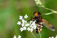 Volucella inanis