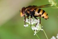 Volucella inanis