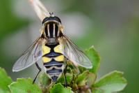 Helophilus trivittatus