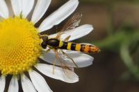 Sphaerophoria scripta