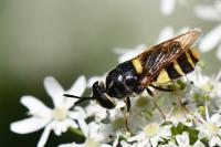 Stratiomys potamida