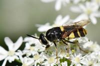 Stratiomys potamida