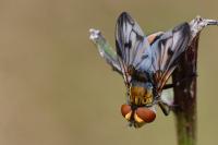 Ectophasia crassipennis