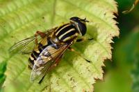 Helophilus pendulus