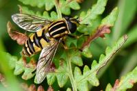 Helophilus pendulus