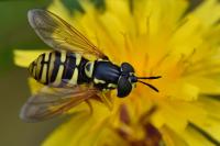 Chrysotoxum verralli