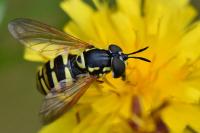 Chrysotoxum verralli