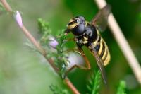 Sericomyia silentis
