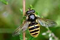 Sericomyia silentis