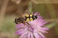 Helophilus trivittatus