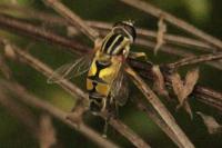 Helophilus trivittatus