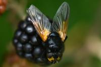Mesembrina meridiana