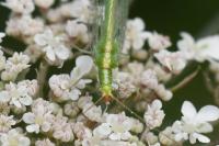 Chrysoperla