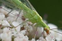 Chrysoperla