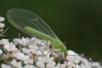 Chrysoperla