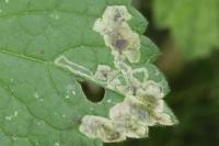 Amauromyza morionella
