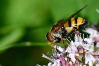 Volucella inanis