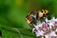 Volucella inanis