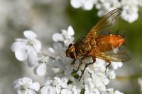 Leskia aurea