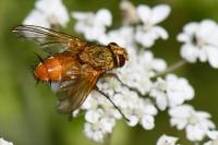 Leskia aurea