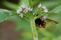 Volucella zonaria