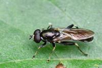 Xylota segnis