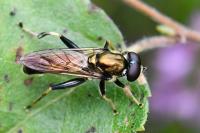 Xylota segnis