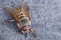 Tabanus sudeticus