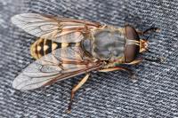 Tabanus sudeticus