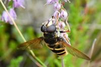 Sericomyia silentis