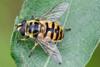 Myathropa florea