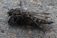 Tolmerus atricapillus