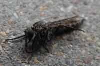 Tolmerus atricapillus