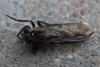 Tolmerus atricapillus