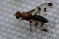 Geomyza tripunctata