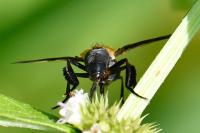 Trichopoda pictipennis