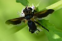 Trichopoda pictipennis