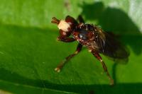 Sicus ferrugineus