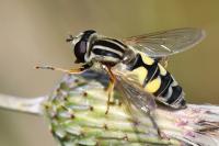 Helophilus trivittatus