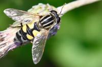Helophilus trivittatus