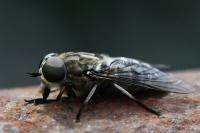 Tabanus autumnalis