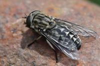 Tabanus autumnalis