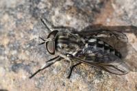 Tabanus autumnalis