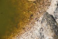 Stratiomys