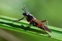Sepedon sphegea