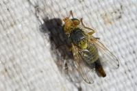 Terellia virens