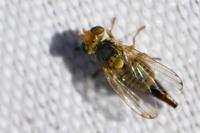 Terellia virens