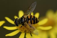 Myathropa florea