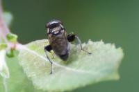 Chalcosyrphus nemorum