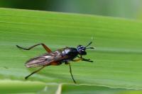 Sepedon sphegea